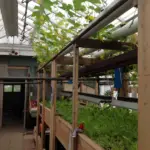 aquaponics in old floral shop greenhouse