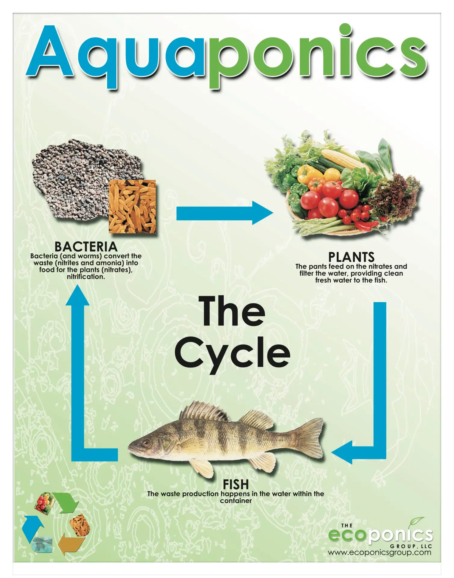 Read more about the article The Simplicity of Aquaponics