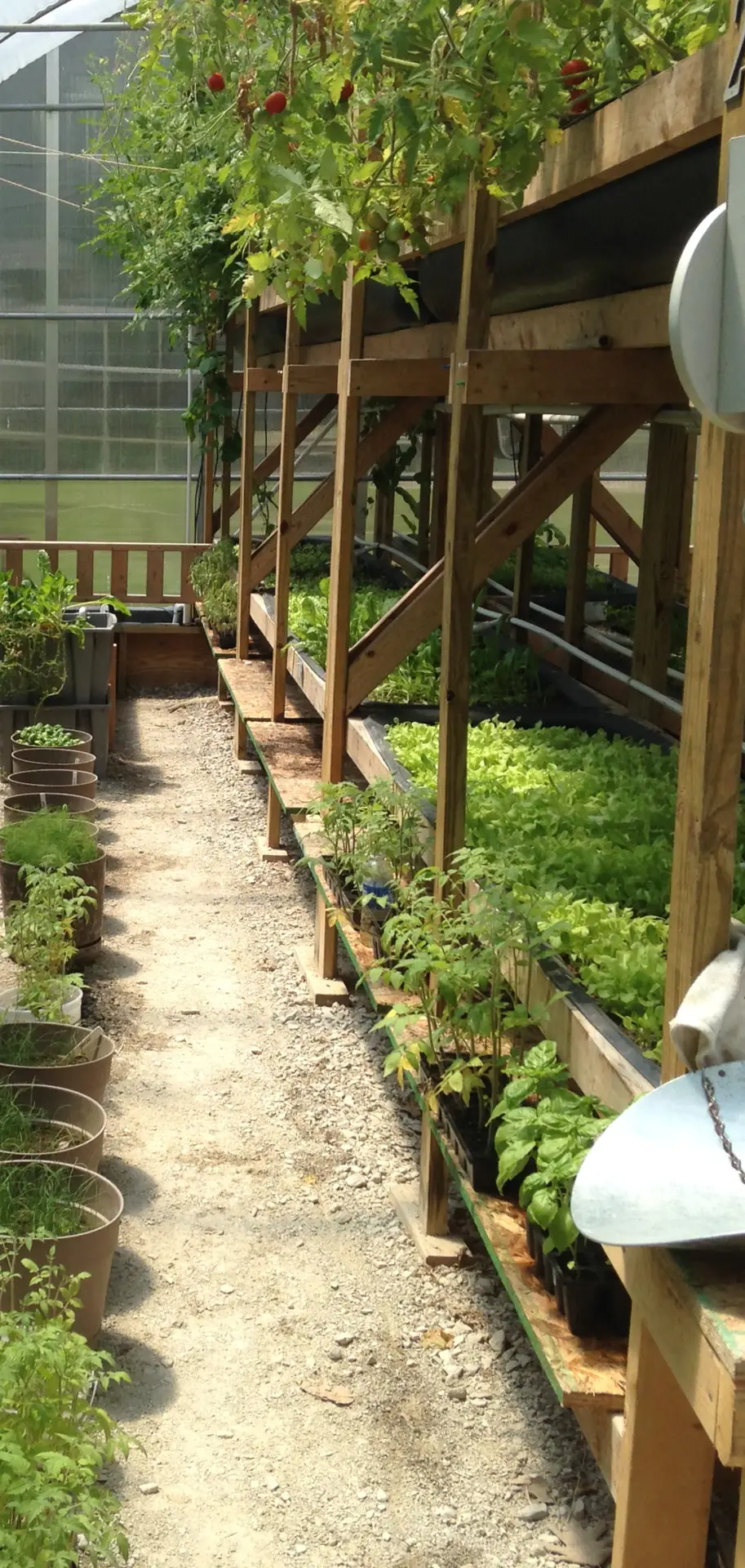 Inner city aquaponics system